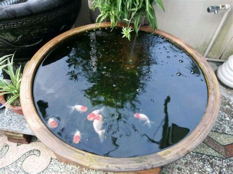 戶外缸適合養什麼魚|室外水缸中古法養魚，什麼品種最適合飼養？